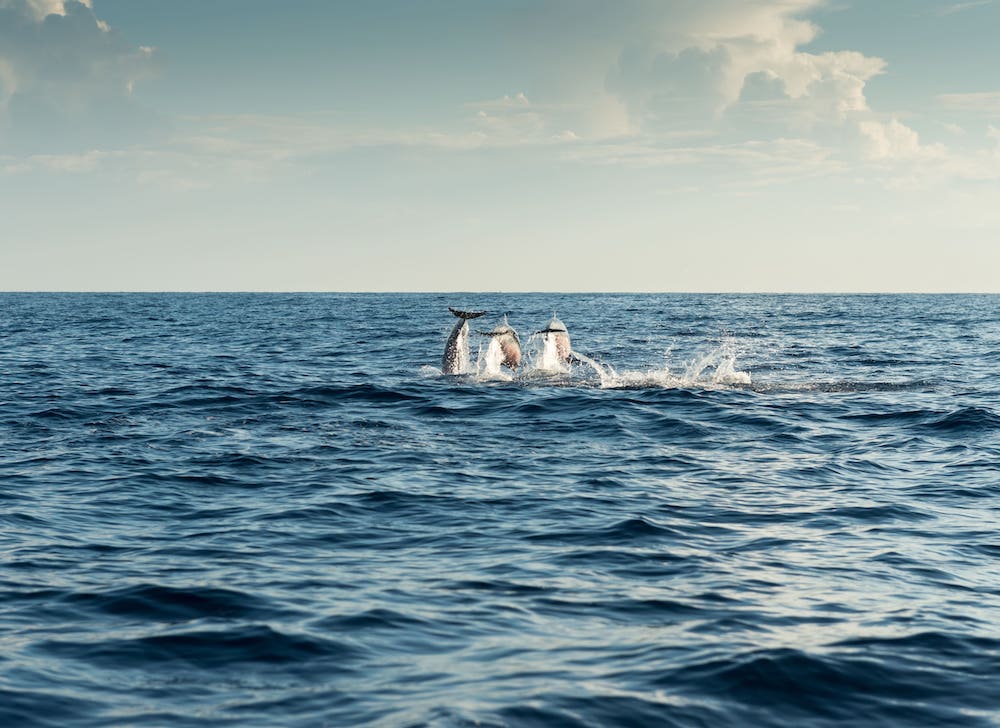 Oahu Dolphin Cruise